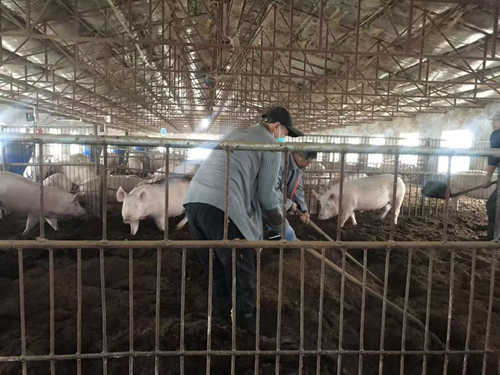 解码吉林省厚德经贸有限公司种猪场的“无抗密码”(图3)