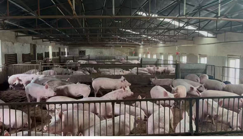 解码吉林省厚德经贸有限公司种猪场的“无抗密码”(图4)